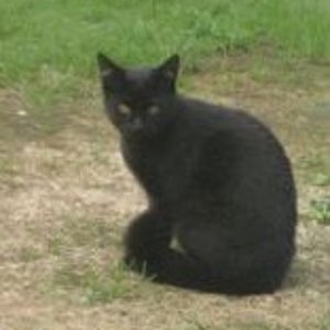 Das ist Nachbarskater Pelzebub, der eigentlich lieber bei uns wohnen würde. Wegen der netten Mädels... *gg*