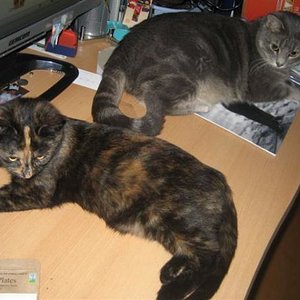 Tägliches Gedränge am Schreibtisch