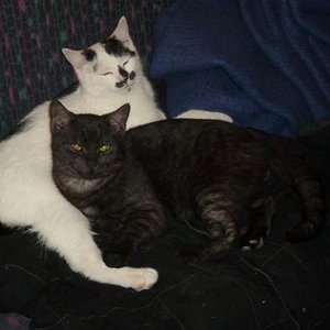 Garfield (Weiß) & Gismo (Schwarz)  5 Monate alt (Brüder)