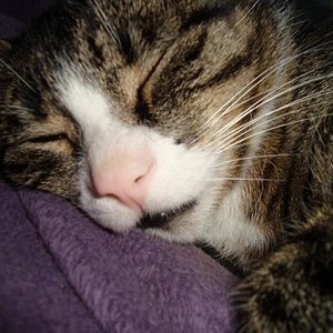 wie er leibt und lebt!