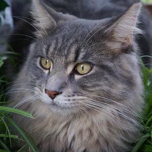 Marvin, mein erster Maine Coon Kater, und der Teamchef bei den Theeltalcoons