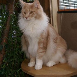 Sakima, der zweite Kater.....unser kleiner König