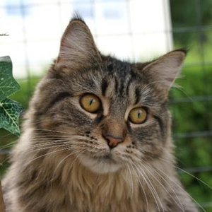 Meine Prinzessin, Aika-Moon