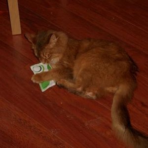 Bavella (Somali) kurz nach Ihrem Einzug am 8.3.2009
(*) unbekannt