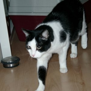 Luci haben wir mit Minou zusammen aus dem Tierheim zu uns genommen. 
(*)4.5.1994 - (+)25.02.2008