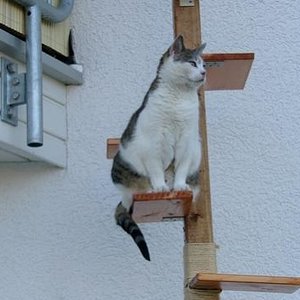 Minou erkudet unsere selbstgebaute Katzenwendeltreppe