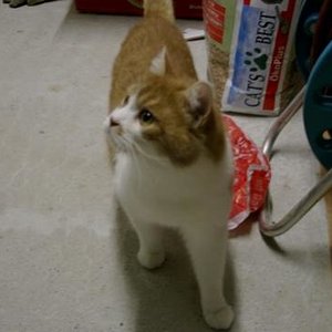 Mitzko bei seinem Einzug