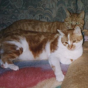 Rudi im Vordergrund. Etwas eigenwillig aber lieb.
(*)1994 - (+)16.2.2006