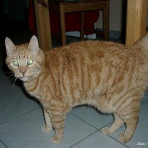 Seppel. Zutraulich bis zum geht nicht mehr.
(*)April 1990 - (+)6.1.2009