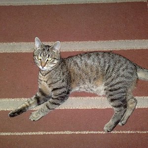 Das ist kein Speck!!!! Nur Fell!!!