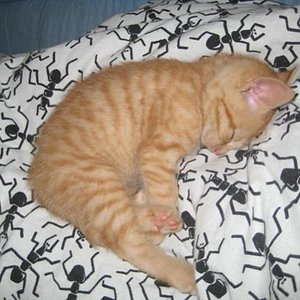 Der kleine Spatz beim ratzen.....