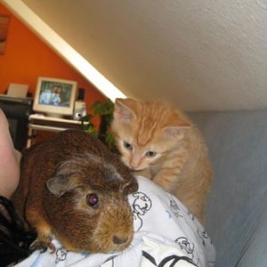 Lucio mit Meerschwein Lilly.
Lilly,wir werden dich NIE vergessen !!!Schlaf schön kleine Maus