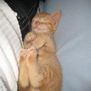 ...und schon wieder beim schlafen