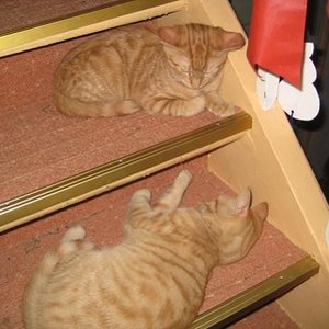 Lucio(unten)und sein Bruder Pupsi(oben)