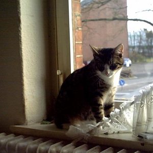 Tigger
Schmuse Katerchen