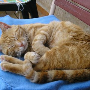 Juni 2008  Mittagsschlaf auf dem Balkon