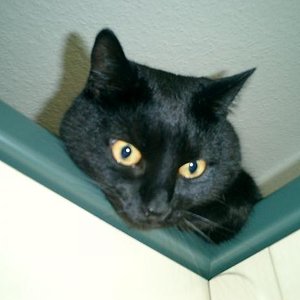 Flo´s Aussicht vom Küchenschrank