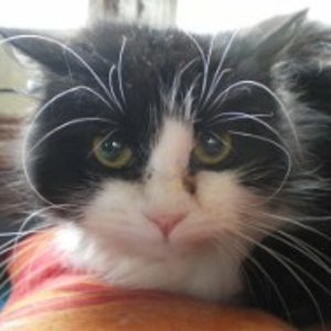 big 8590213 0 250 188