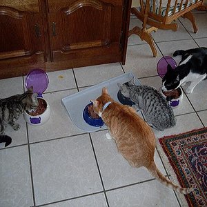 raubtierfütterung II

Fütterung außnahmsweise im Wohnzimmer, da Katzenzimmer wegen Spielzeugchaos nicht betretbar ^^