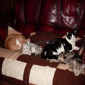 gemeinsame Ruhepause II

Hier haben wir wieder Silas ganz vorne rechts, getigert, dahinter Pitus in schwarz-weiß, links von Pitus liegt Daira, grau getupft und ganz links unsere Mila (eigentlich Aljamila), unsere rote Katzendame.