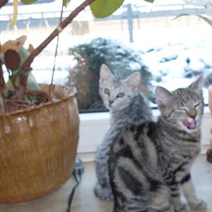 die kleinen Fenstergucker II

Der vordere, ist unser kleiner Kater Silas und dahinter sitzt Daira.