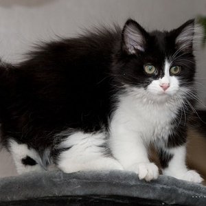 Ally:"Kann ich den Sprung wagen?"