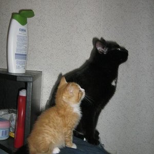 Da oben war der Vogelkäfig