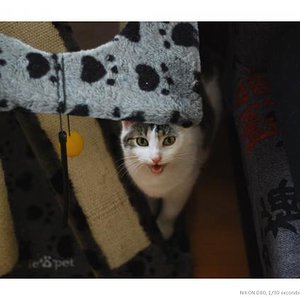 Maunz ? Futter ? Scheiß Paparazzis - geh FOTT mit deiner Cam!!