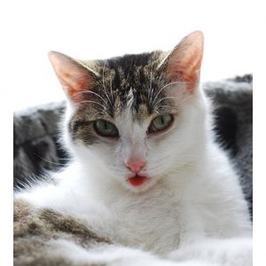 Bääääähhhhhhh ... du kannst mir nix, ich weiß, das ich hübsch bin!