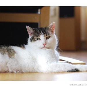 Schnurrrrrrrr - ich brauch ne' Pause ...