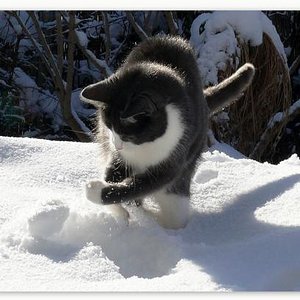 Schneeballschlacht gefällg?