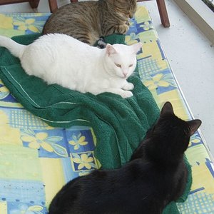 Hauptsache die drei haben Platz auf meiner Liege :o)