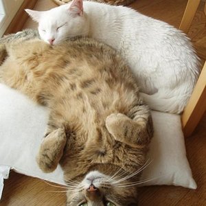 Schon praktisch, so 'ne Unterlage