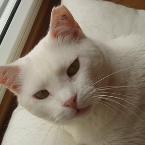 Holli, meine dicke Schmollelippe