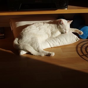 Holli, Prinzessin auf der Erbse