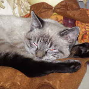 "smores" unsere NEUE