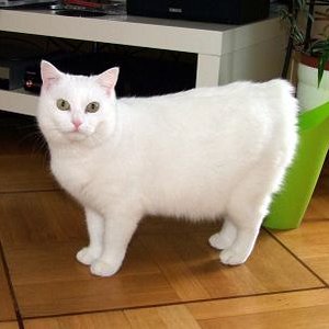 Sternchenkatze Hase mit Hasenpopo .... Chini, du fehlst mir!