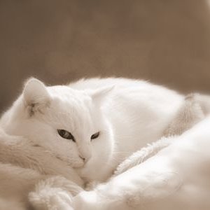 Ich bin sooooo schöööön.....