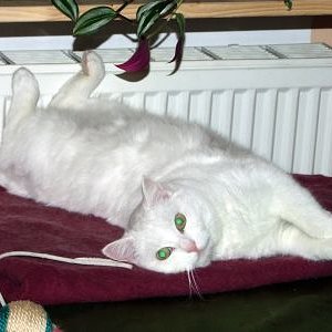 Sternchenkatze: Heizung + Decke = Glück