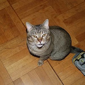 He Cheffe, räum doch gefälligst deine Stinkeschuhe ausm Weg! Murphy, unschlagbar....