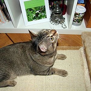 Mein hübscher Murphy. Ich hoffe, es geht dir gut, wo immer du auch sein magst.