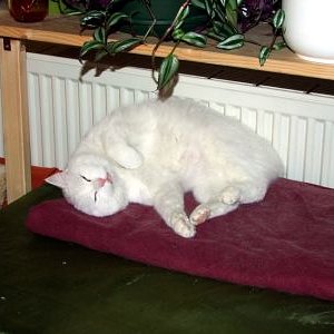 Ach Chini, ich hoffe, jenseits der Regenbogenbrücke gibts auch Heizungen....