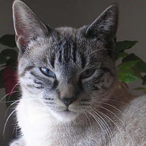 Smores mit dem Killerblick