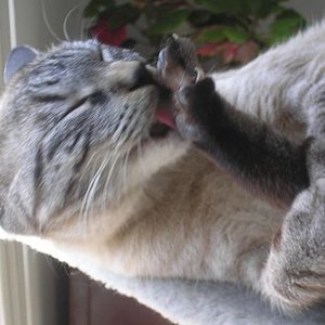 Smores Fusspflege auf dem Kratzbaum