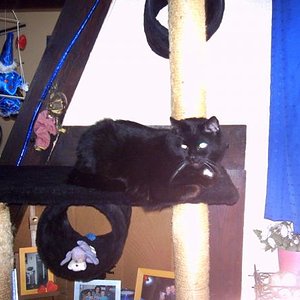 Caniko der Opi (16 Jahre)