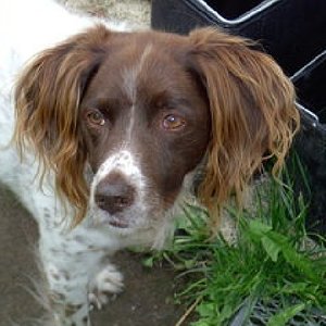 Mein geliebter Astor verstorben am 19.09.2008