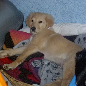 Da der Kater und die Katze im Hundekorb liegen ging Sam ins Katzenkörbchen.Da er ja noch sehr jung ist passte das auch