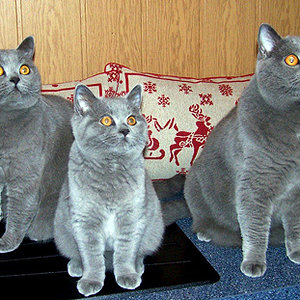 Saphira, Eddie & Janosch