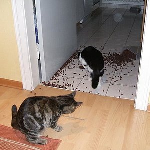 erst die Cornflakes gemeinsam vom Küchenschrank schmeissen und dann damit Fußball spielen ...