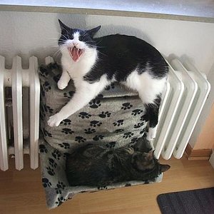 Freya singt, nicht schön, aber laut